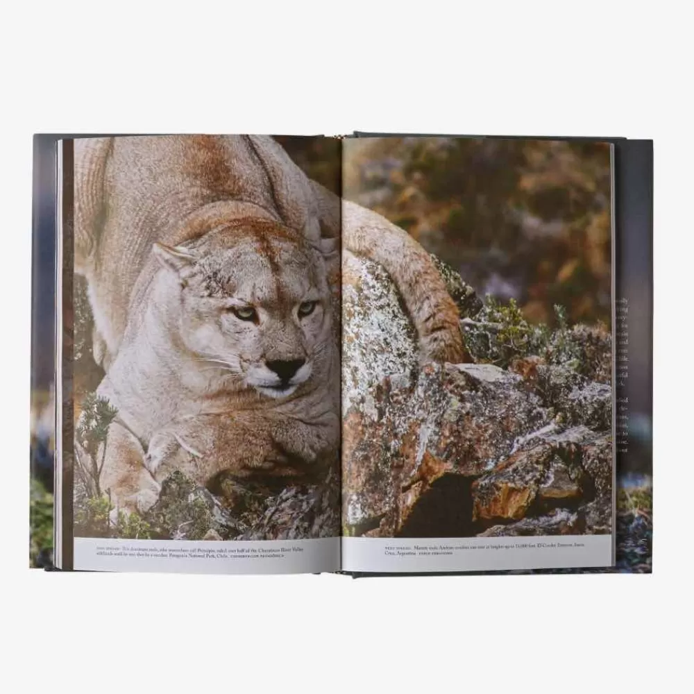 Hot Path Of The Puma: The Remarkable Resilience Of The Mountain Lion Kirjat Ja Oppaat